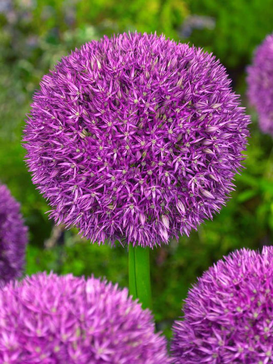 Zierlauch Allium pinball wizard