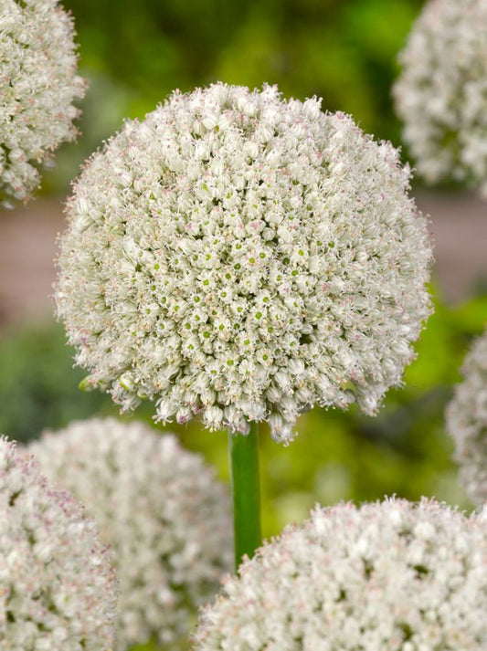 Zierlauch Allium ping pong