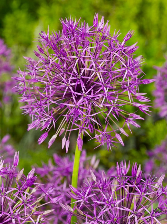 Zierlauch Purple rain