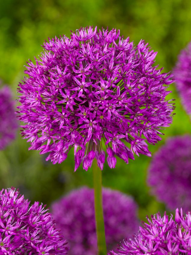 Zierlauch Allium purple sensation