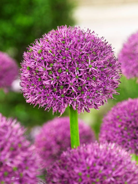Zierlauch Purple suze