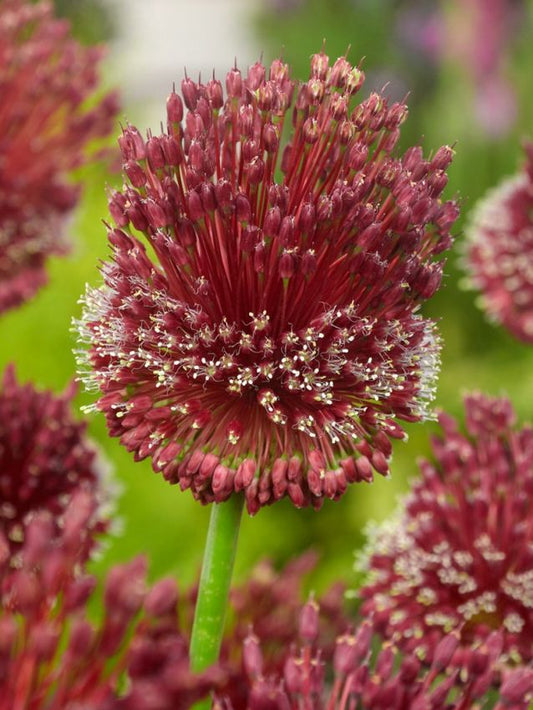 Zierlauch Allium red mohican