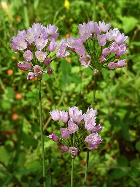 Zierlauch Allium roseum