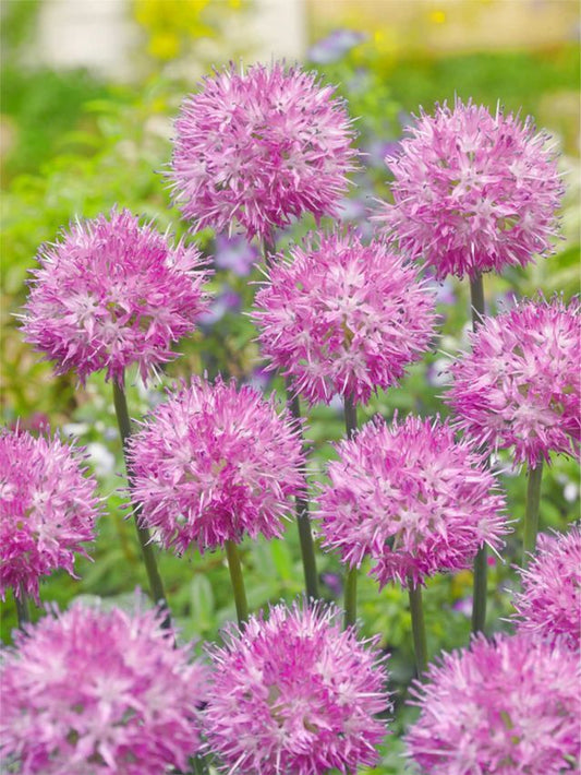 Zierlauch Rosy dream