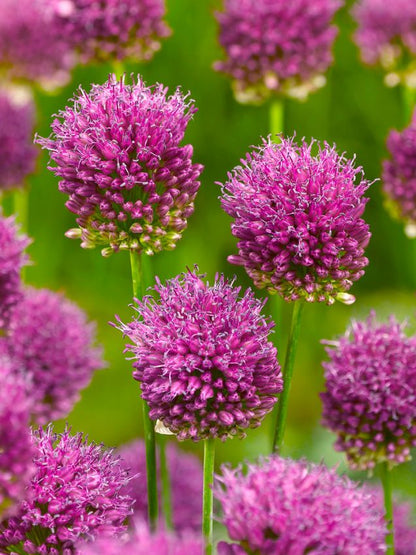 Zierlauch Allium sphaerocephalon