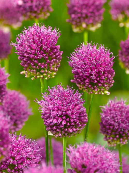 Zierlauch Allium sphaerocephalon