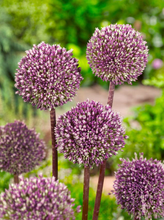Zierlauch Allium summer drummer