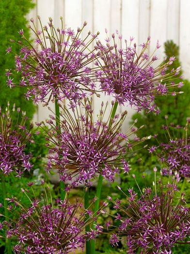 Zierlauch Allium toabago (spider)