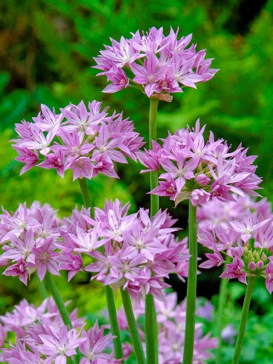 Zierlauch Allium eros unifolium