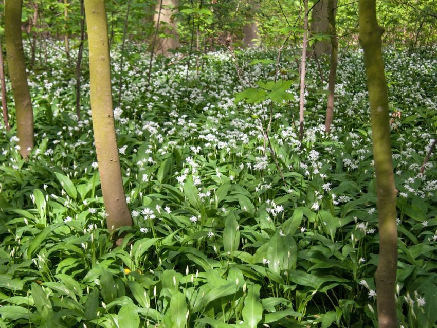 Zierlauch Ursinum