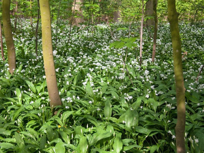 Zierlauch Ursinum