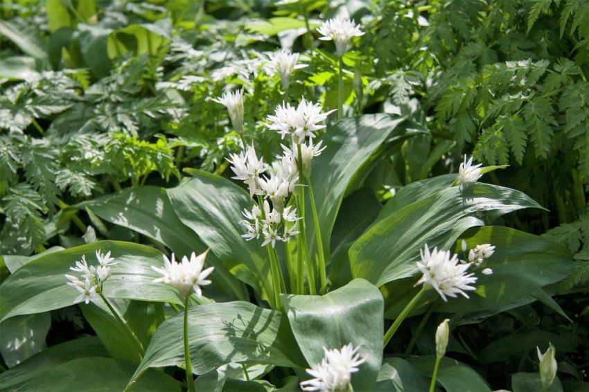 Allium 'Ursinum' - Zierlauch