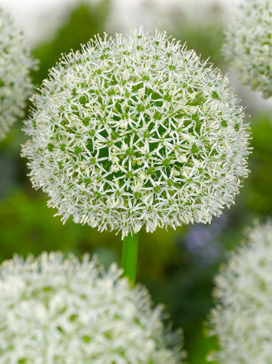 Zierlauch White giant
