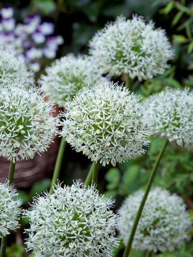Zierlauch 'White Giant' - 25 Stück