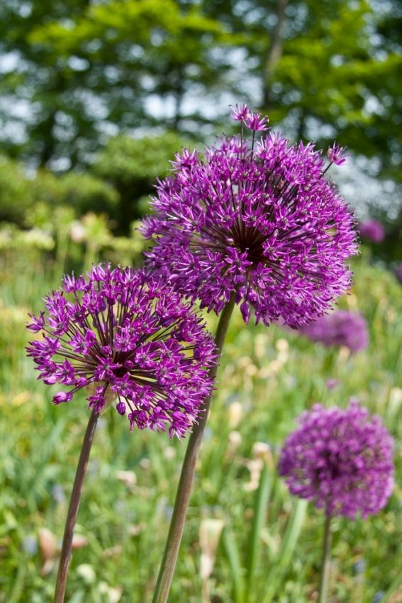 Allium 'Aflatunense Hollandicum' - Zierlauch