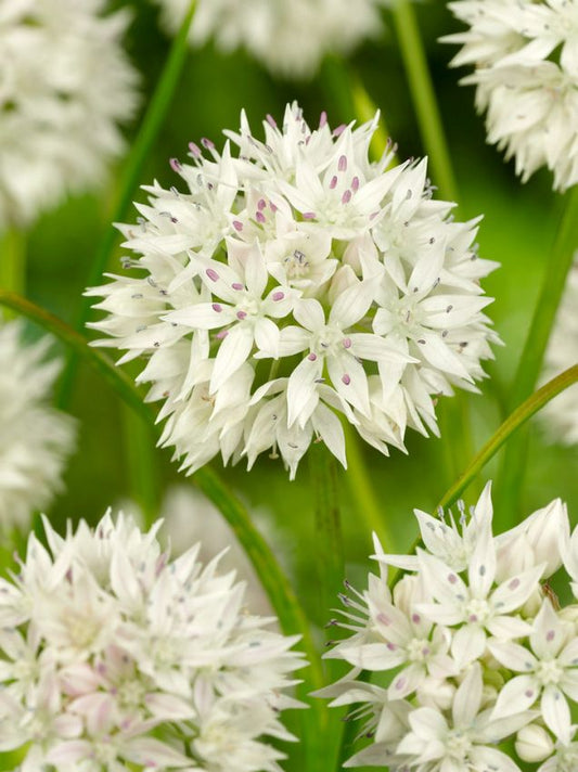 Zierlauch Allium graceful beauty