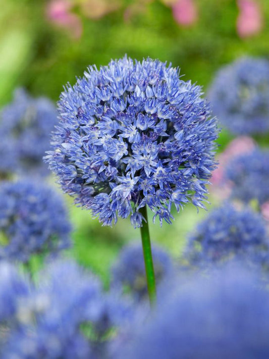 Zierlauch Allium caeruleum (azureum)