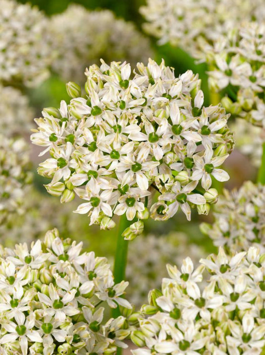 Zierlauch Allium nigrum