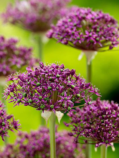 Allium 'Magic' - Zierlauch
