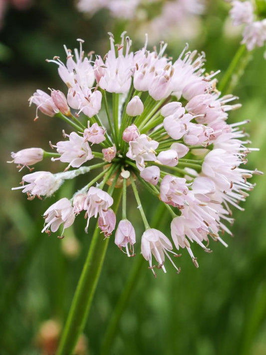 Zierlauch Senescens ssp montanum