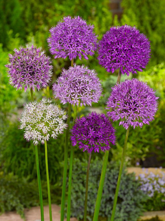Zierlauch Stipitatum mix
