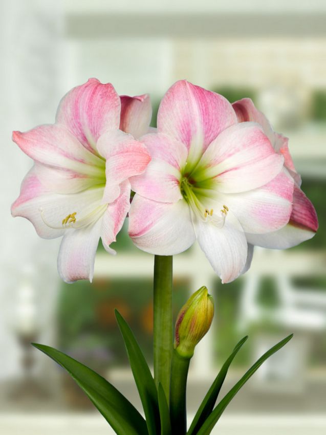 Hippeastrum Appleblossom