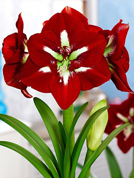 Hippeastrum Barbados