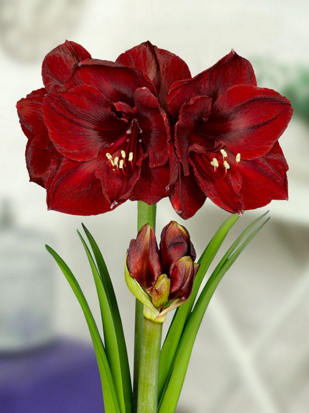 Hippeastrum Benfica