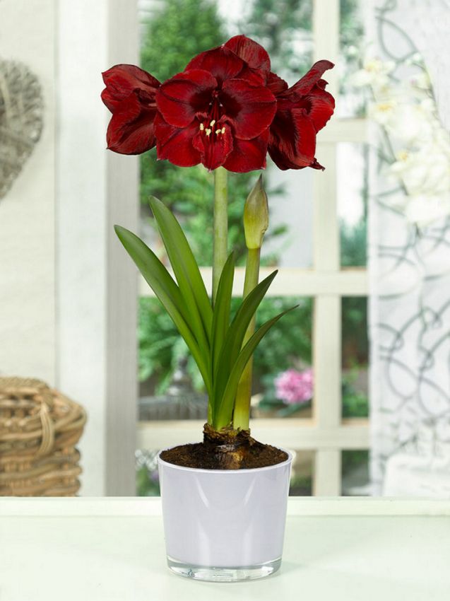 Ritterstern (Amaryllis) 'Benfica' - 1 Stück