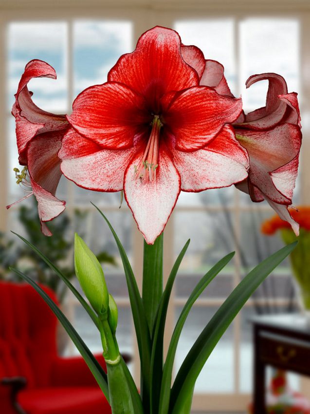 Hippeastrum Charisma