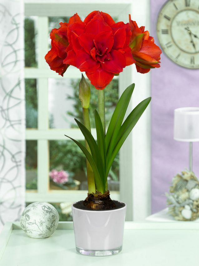 Hippeastrum Cherry nymph