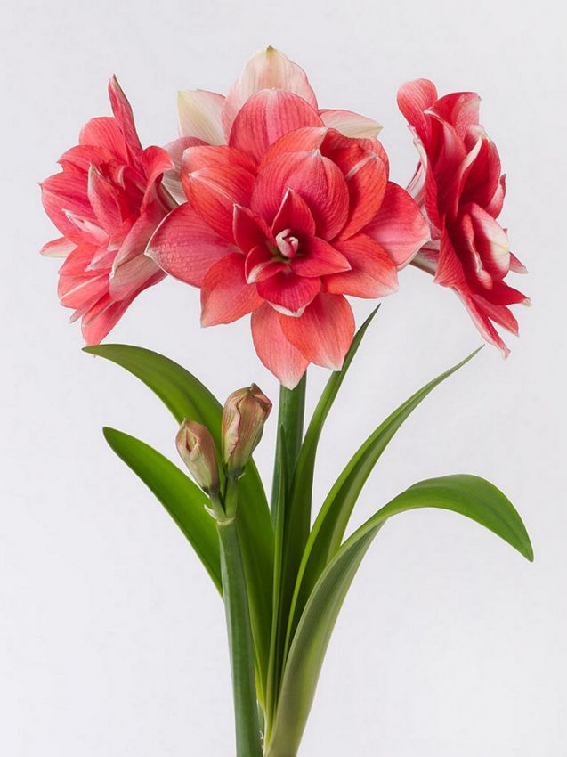 Hippeastrum Double dream