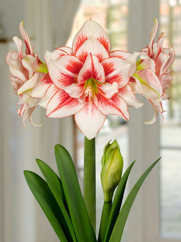 Hippeastrum Elvas