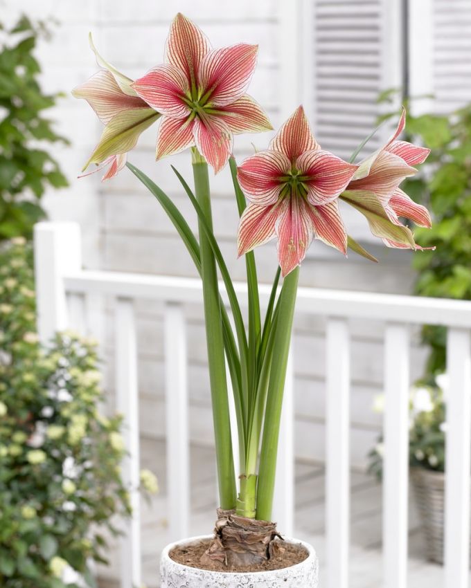 Hippeastrum Exotic star