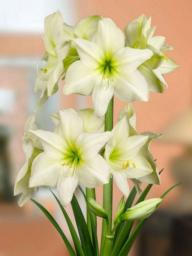 Hippeastrum Lemon star