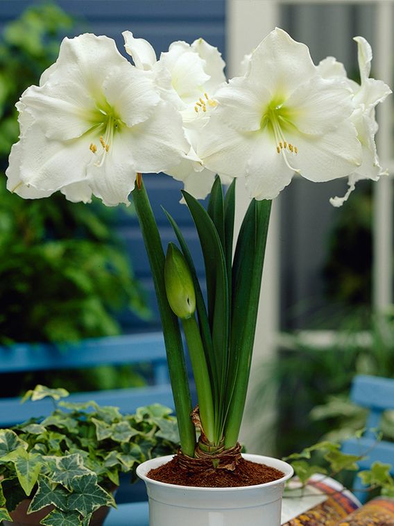 Hippeastrum White jumbo