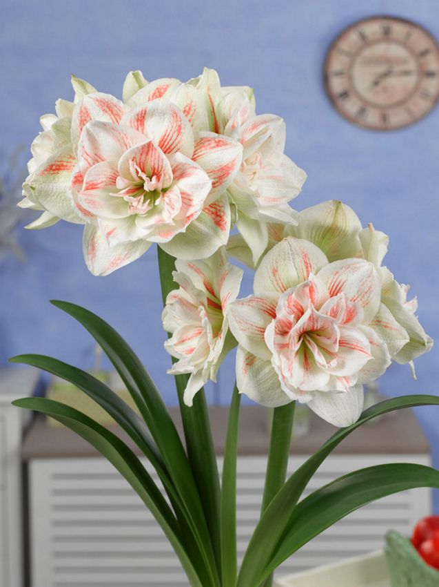 Hippeastrum Nymph