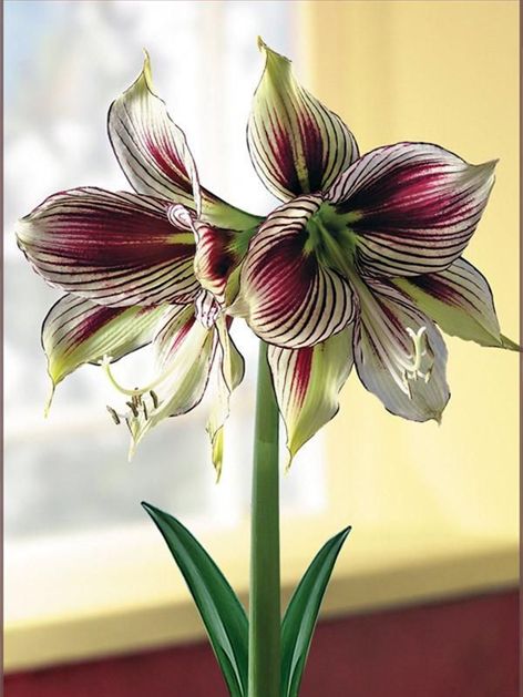 Hippeastrum Papilio