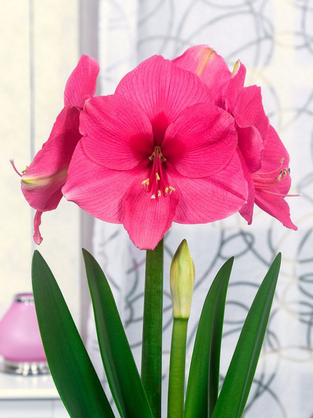 Hippeastrum Pink rival