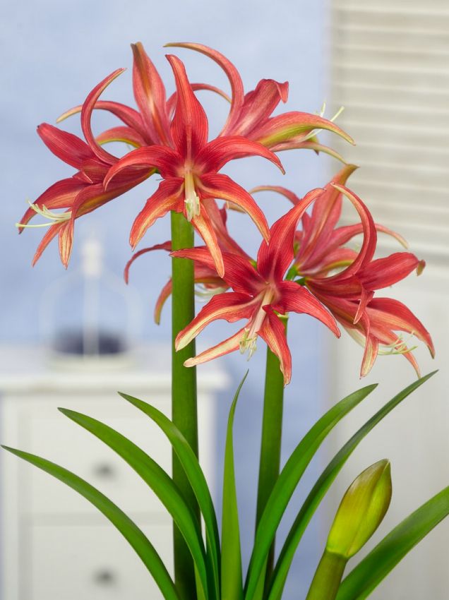 Hippeastrum Quito