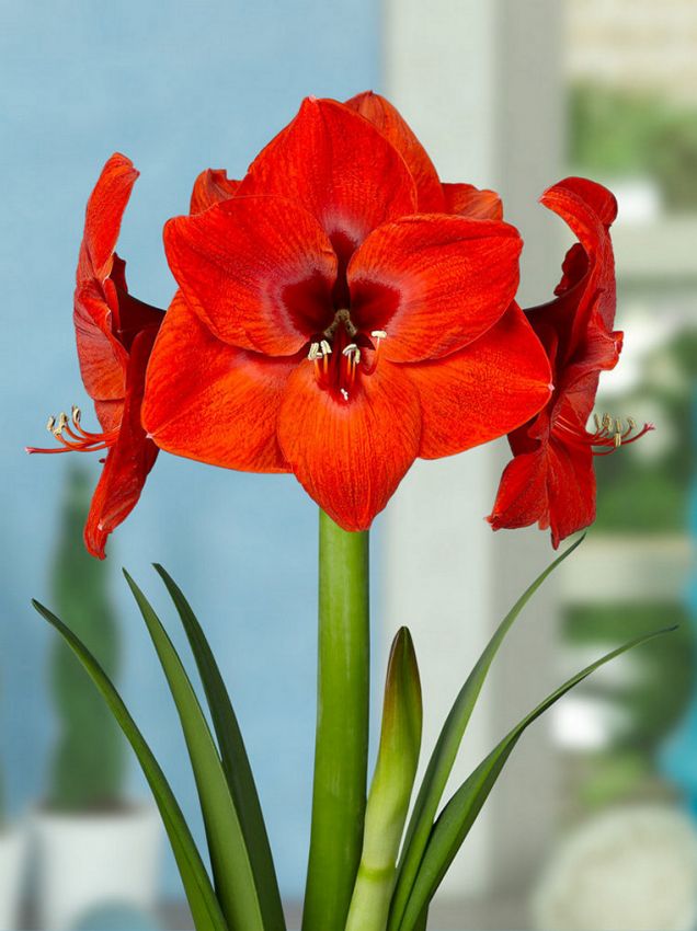 Hippeastrum Red lion