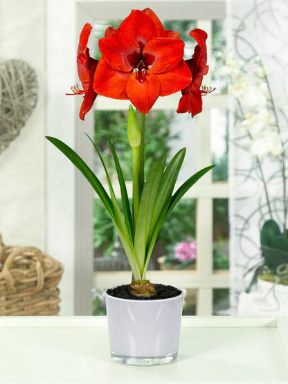 Ritterstern (Amaryllis) 'Red Lion' - 1 Stück