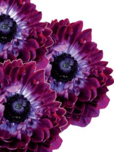 Anemone Levante wine double