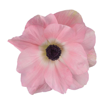 Anemone 'Mistral Rosa Chiaro' - Anemone