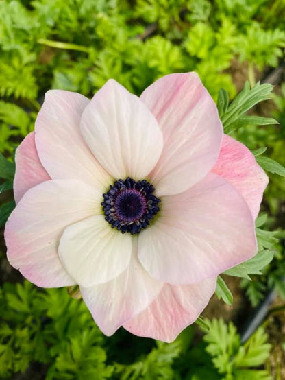 Anemone Mistral rosa chiaro
