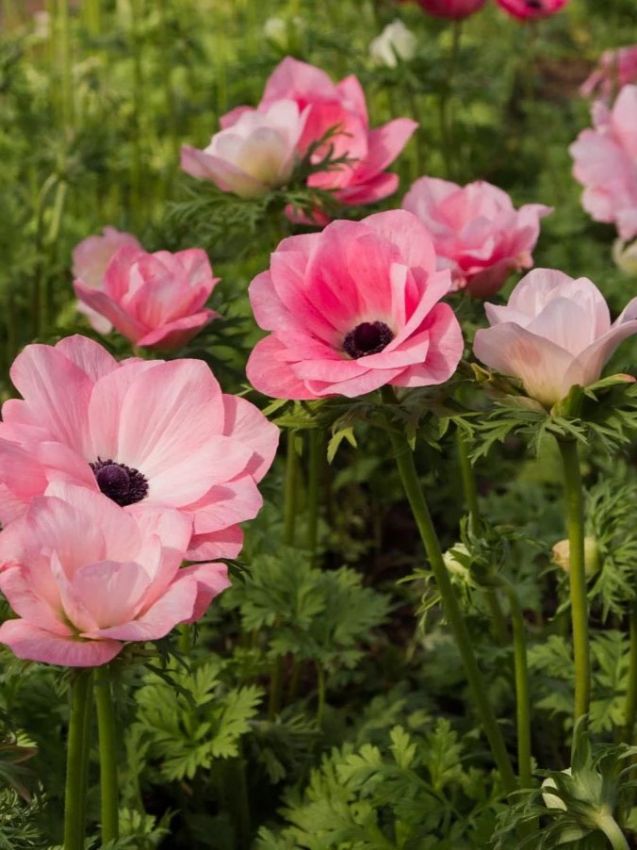 Anemone 'Mistral Rosa Chiaro' - Anemone