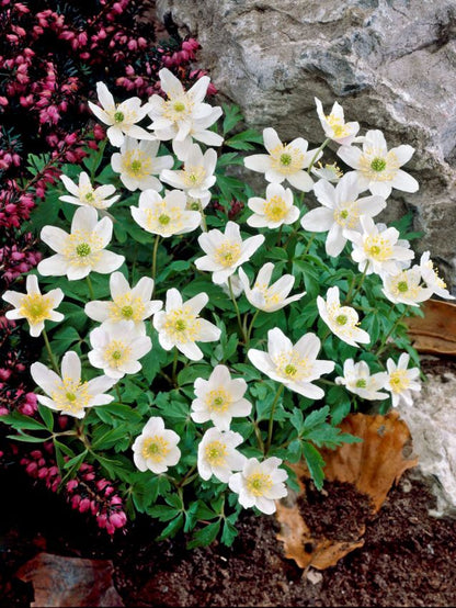Anemonen Nemorosa weiss