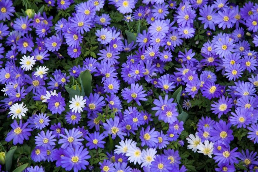 Anemone 'Blue Shades Blanda' - Anemone