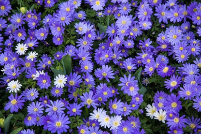 Anemone 'Blue Shades Blanda' - Anemone