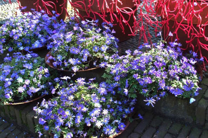 Anemone 'Blue Shades Blanda' - Anemone